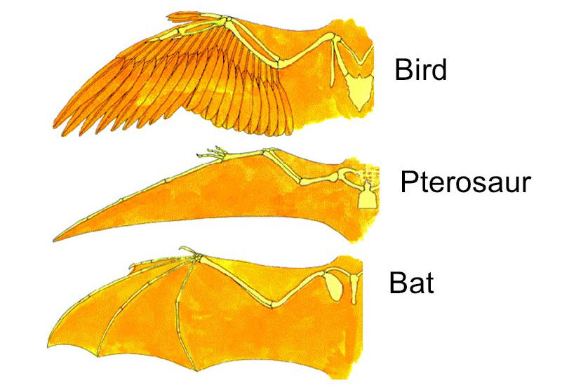 Pterosaur Wing Anatomy
