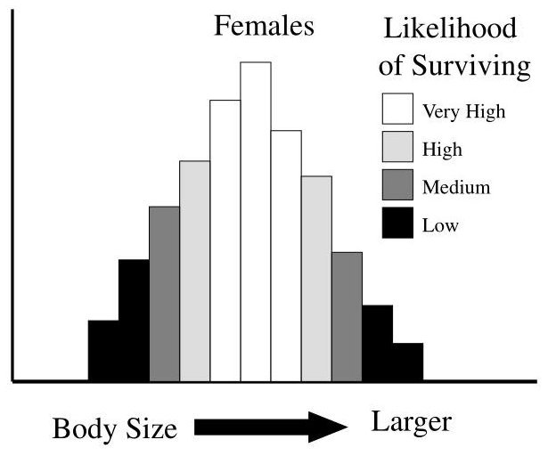 Bumpus female body size