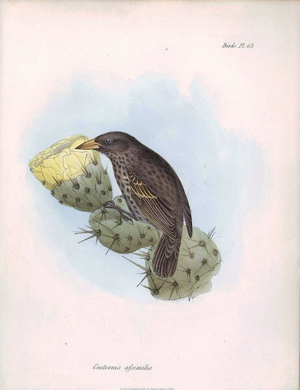 Cactornis assimilis