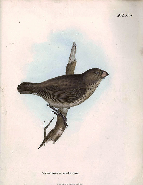Camarhynchus crassirostris