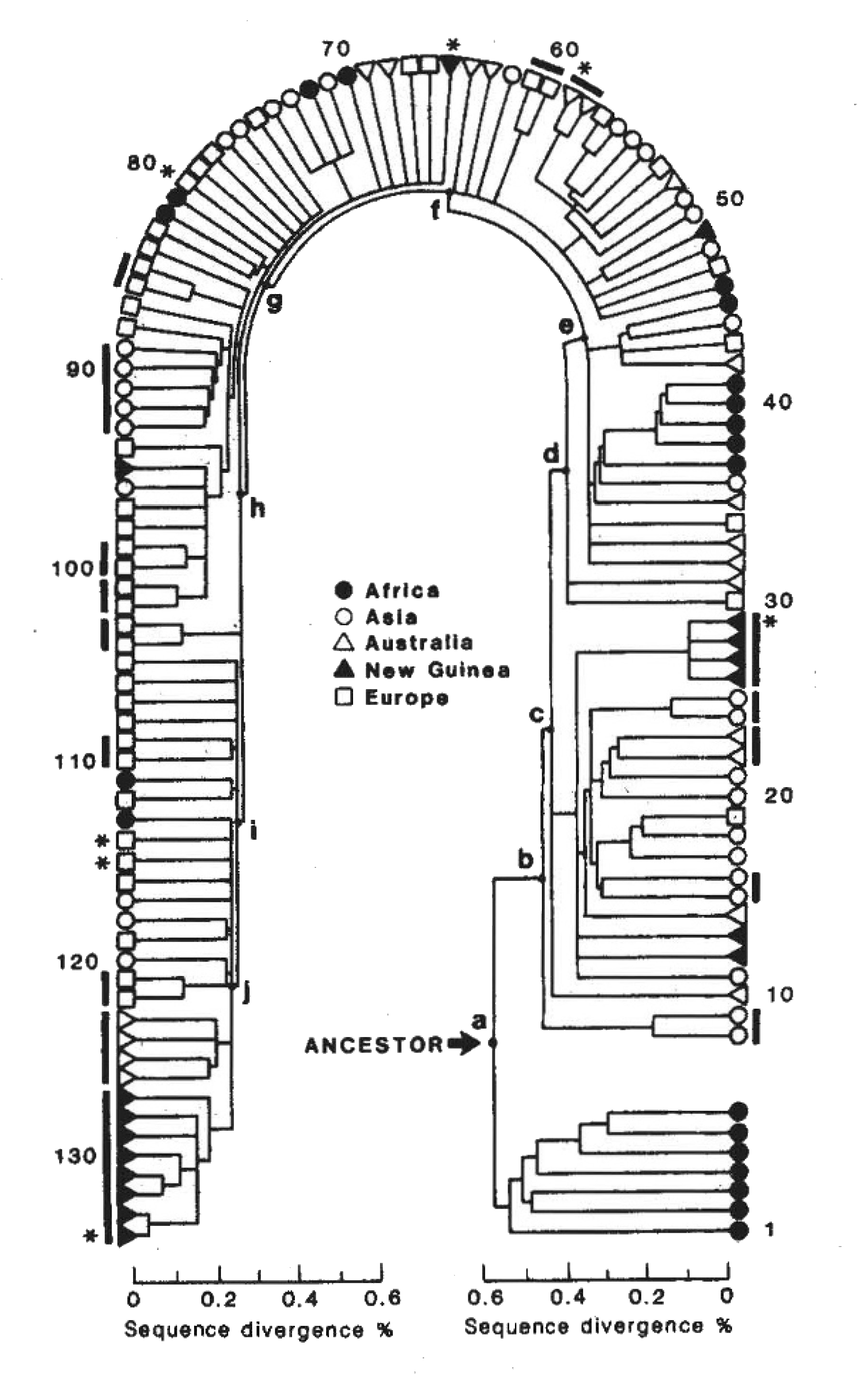 Cann
          et al. 1987