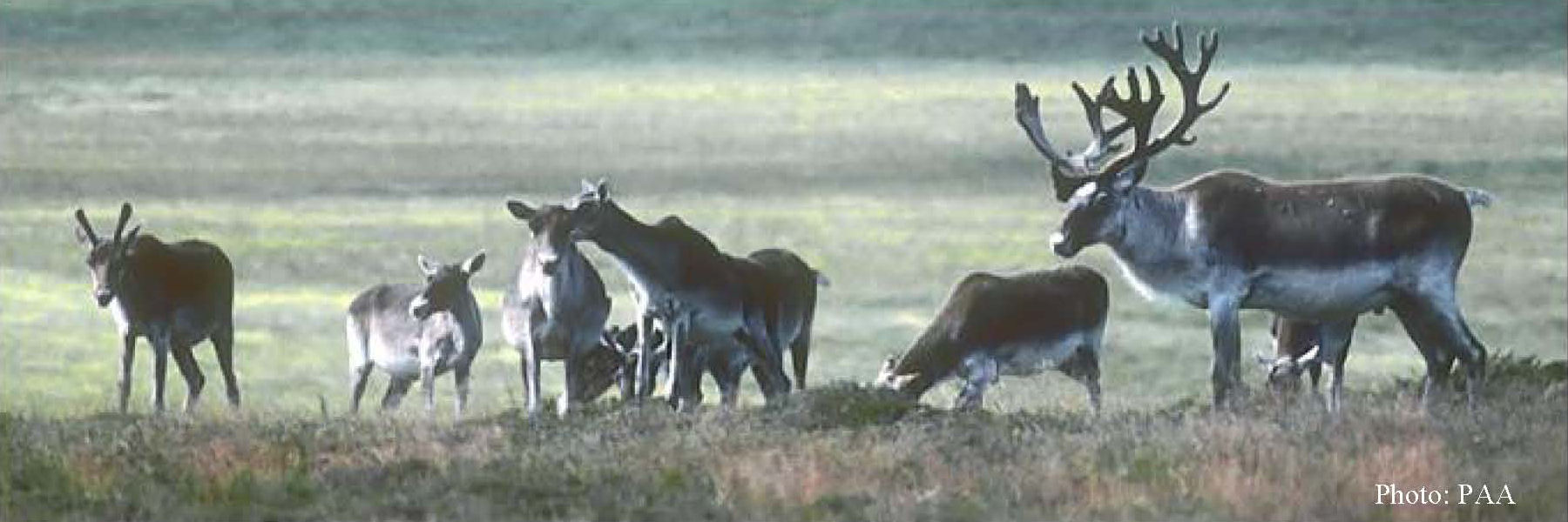 Newfoundland Caribou