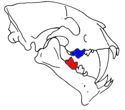 Carnassial pair in Smilodon