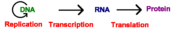 Central Dogma