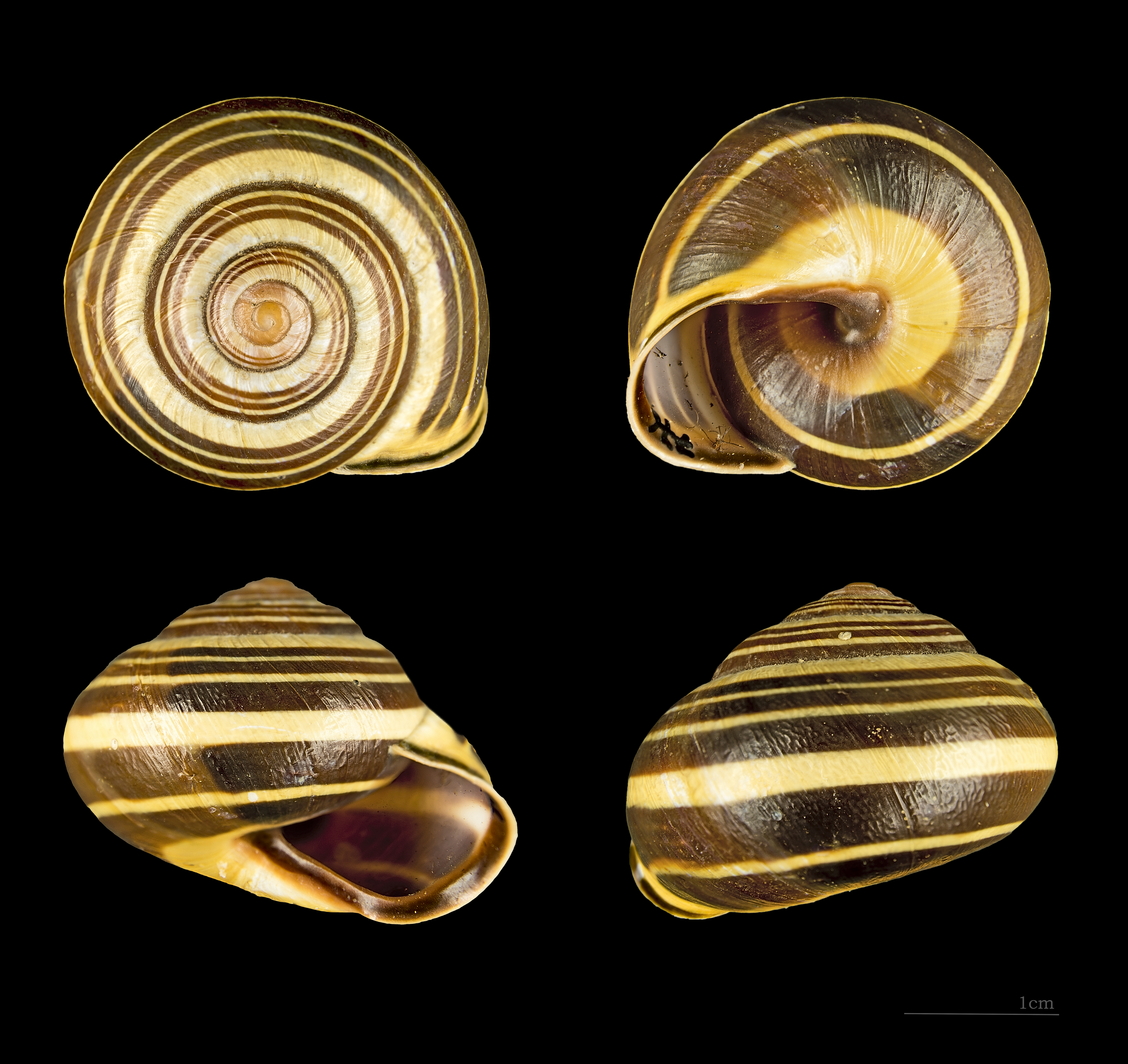 Cepaea
            nemoralis