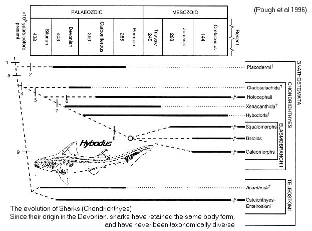 Chondrichthyes phylogeny