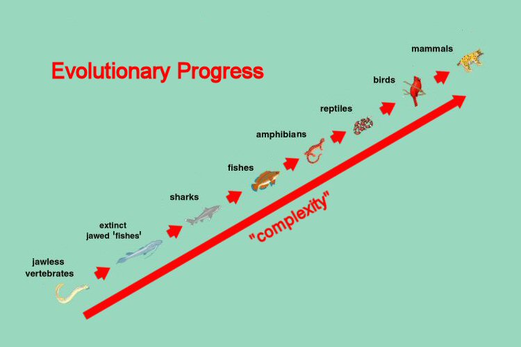 Chordate_Progression_SMC.jpg