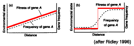 Clinal variation