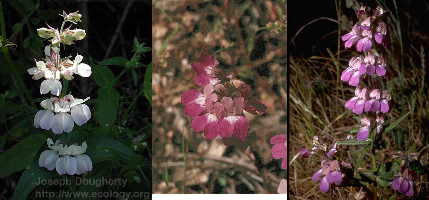 Collinsia heterophylla