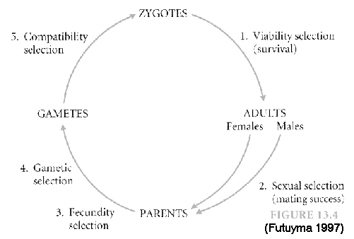 http://www.mun.ca/biology/scarr/Components_of_selection.gif