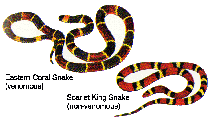56 Best Pictures King Snake Pet Names : Keeping A King Snake As A Pet | HubPages
