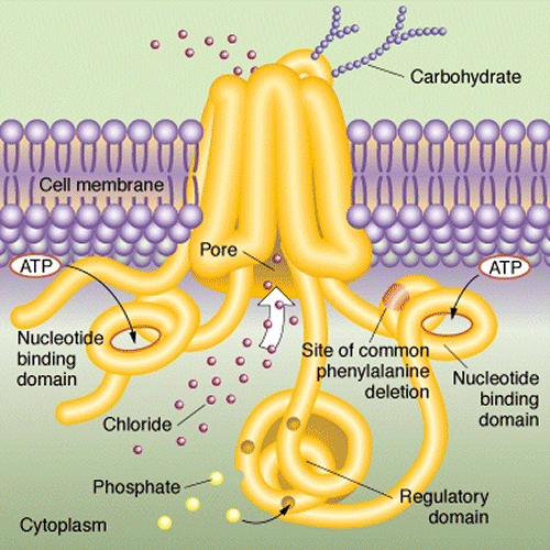 CF calcium channels