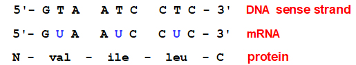 DNA
              RNA Protein