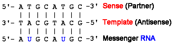 Central Dogma