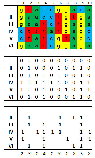 10bp DNA for SFS