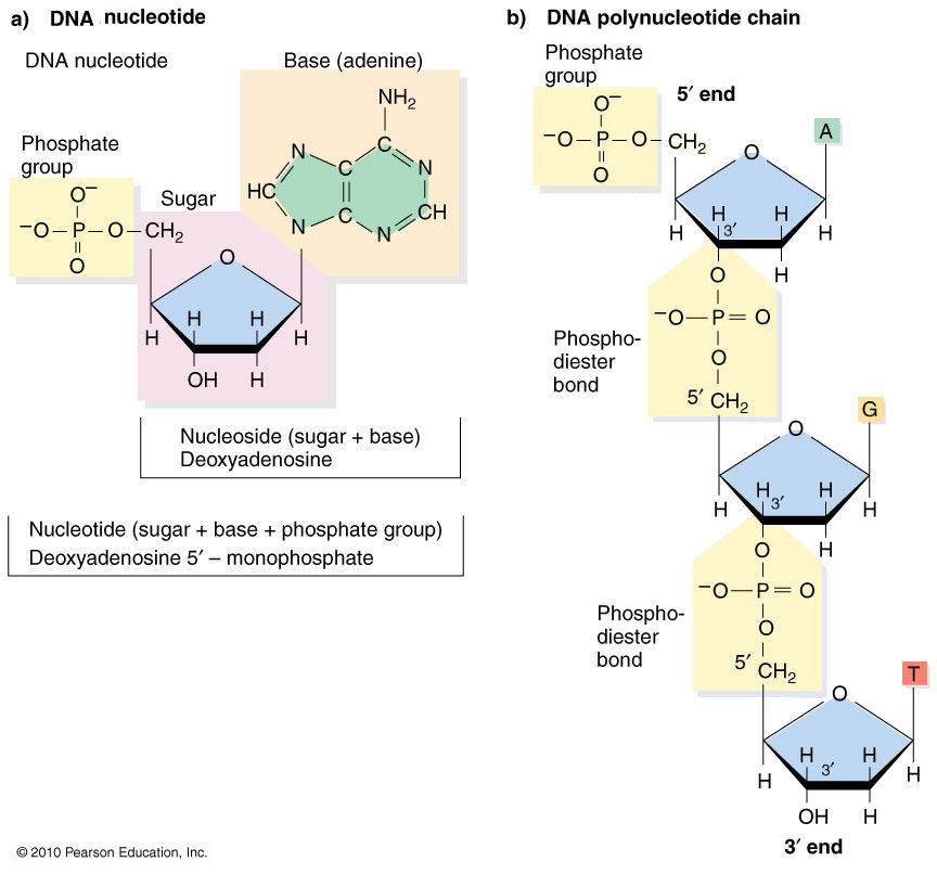 DNA
          nucleotide & Polynucleotide