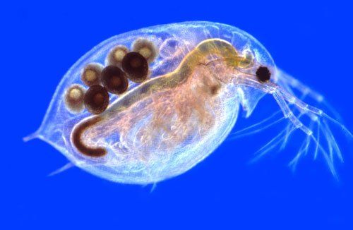 Daphnia.jpg