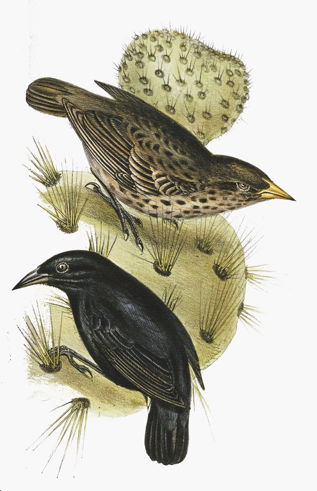 Darwin's Finches