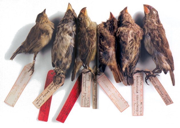 Darwin's Finches