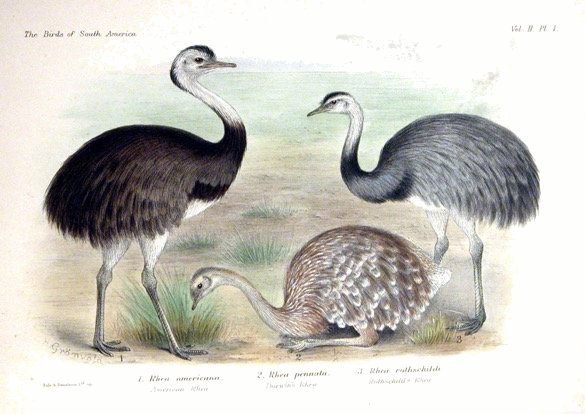 Darwin's Rhea