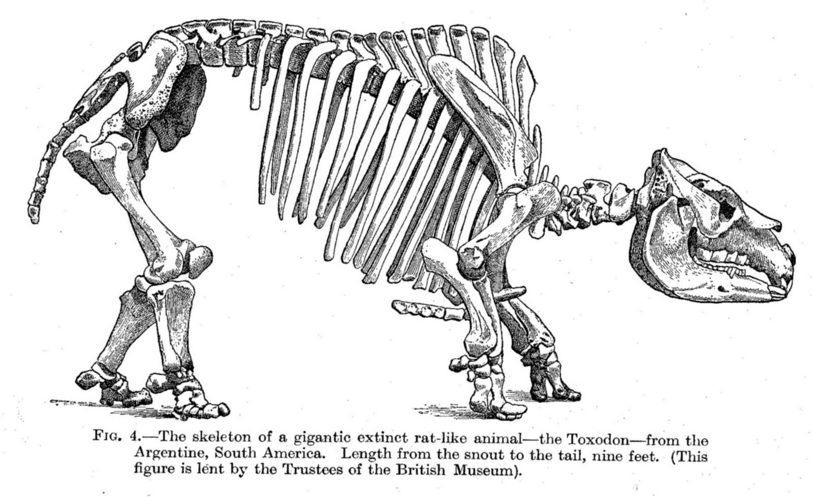 Toxodon
        platensis