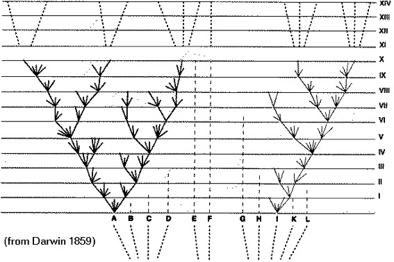 Darwin Tree