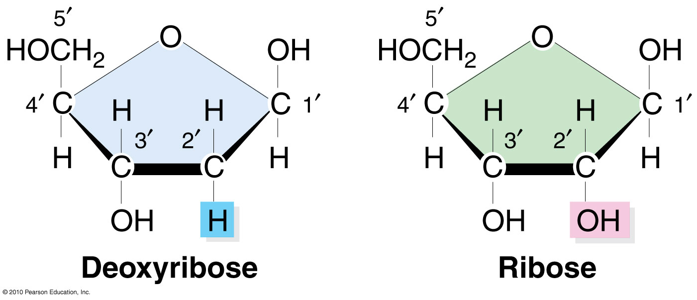 Deoxyribose vs
          Ribose Sugar