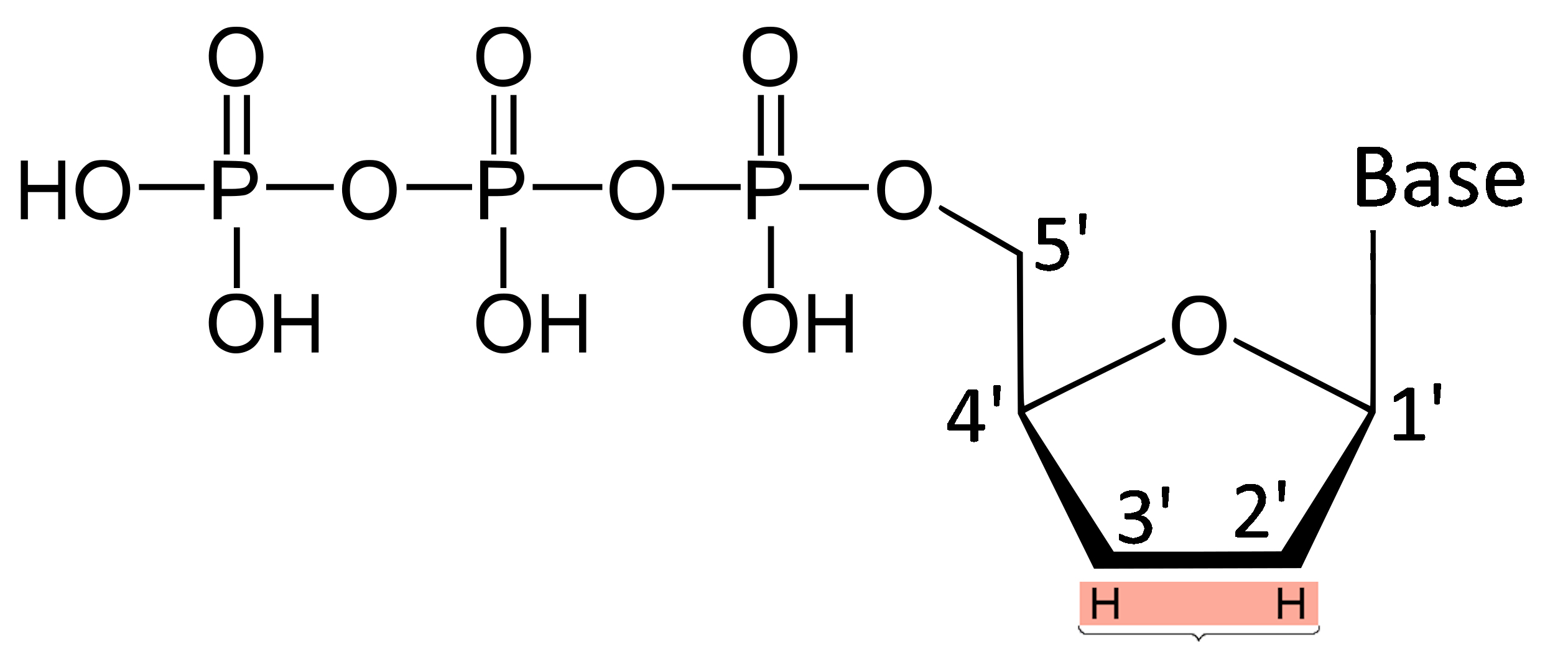 Dideoxynucleotide