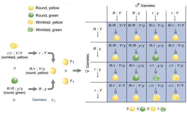 Dihybrid cross