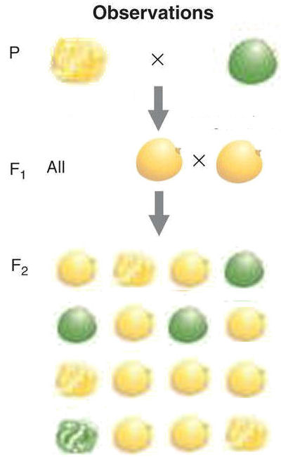 Dihybrid cross