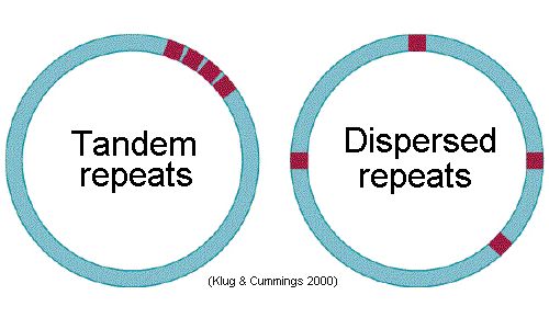 Dispersed_&_Tandem_repeats.gif