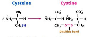 Disulfide bond