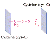 Disulfide_bridge.gif