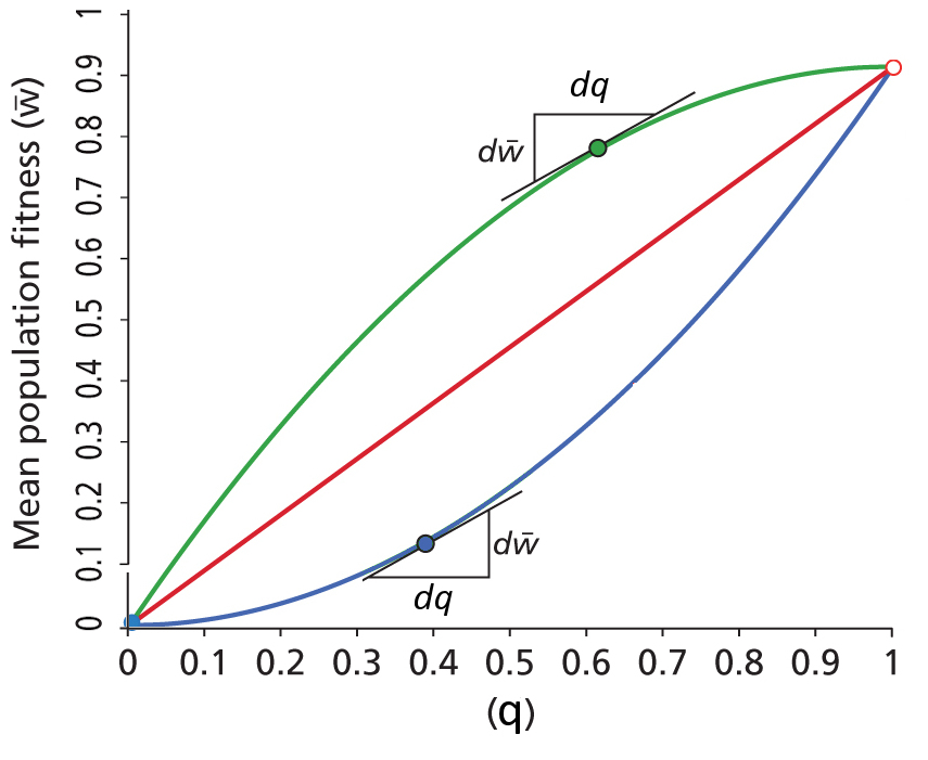 Dominance of
        Selection