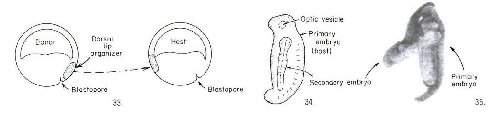 grey crescent in humans blastopore grey crescent in humans blastopore