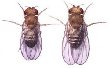 Drosophila_ADH.jpg