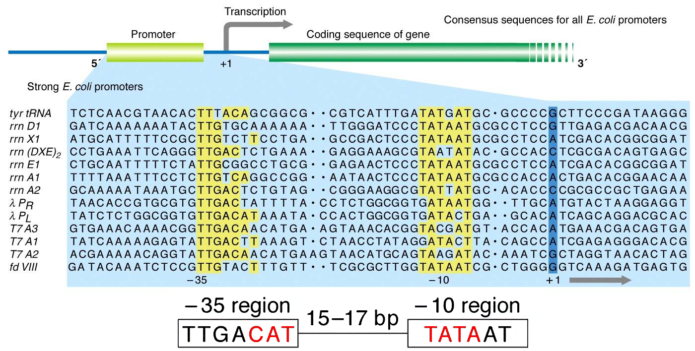 E. coli promoters