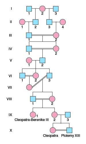 Eqyptian
        sib-sib mating