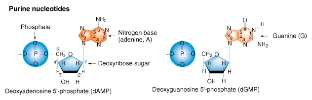 Nucleotide