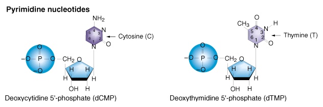 Pyrimidines