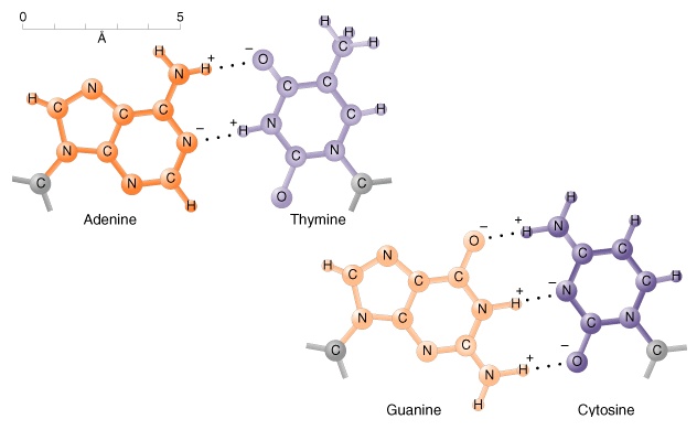 AT
            & GC Base Pairs