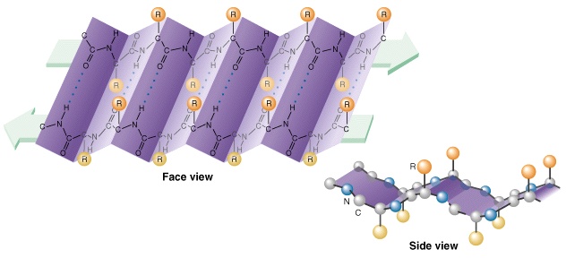 Secondary Protein Structure Beta Pleated Sheet