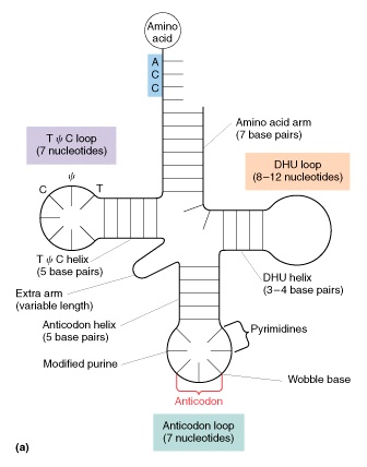 Clover Leaf Trna Model