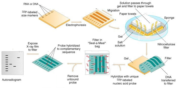 Resultado de imagen para southern blot