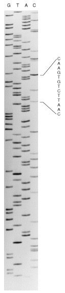 F12-23_DNA_ladder.jpg