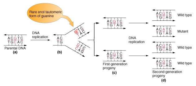 Transition Mutation Examples Gr16-03