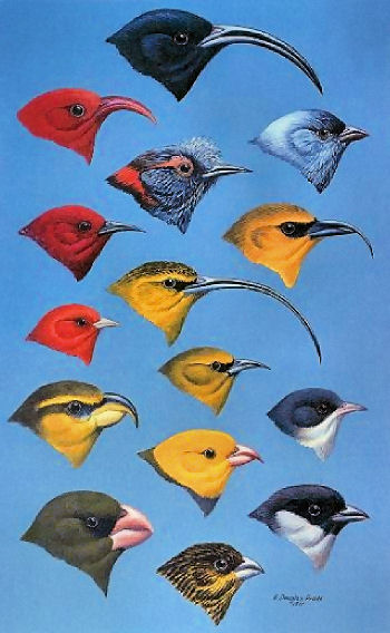 Hawai'ian Honeycreepers