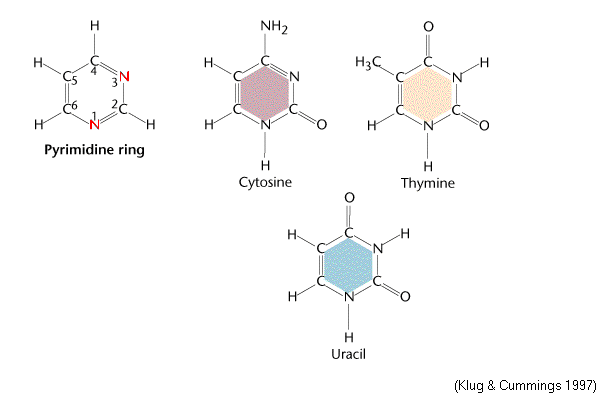 Hasil gambar untuk pyrimidine