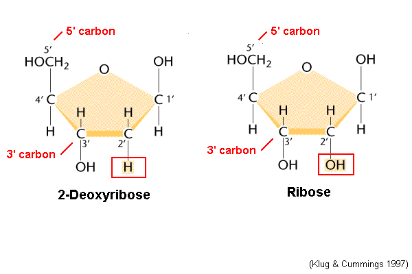 Deoxyribose  