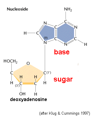 Nucleoside